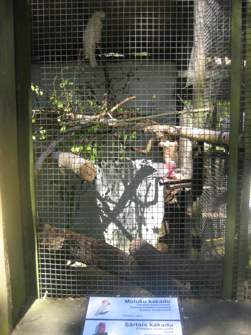 Riga Zoo - Cockatoo aviary #1