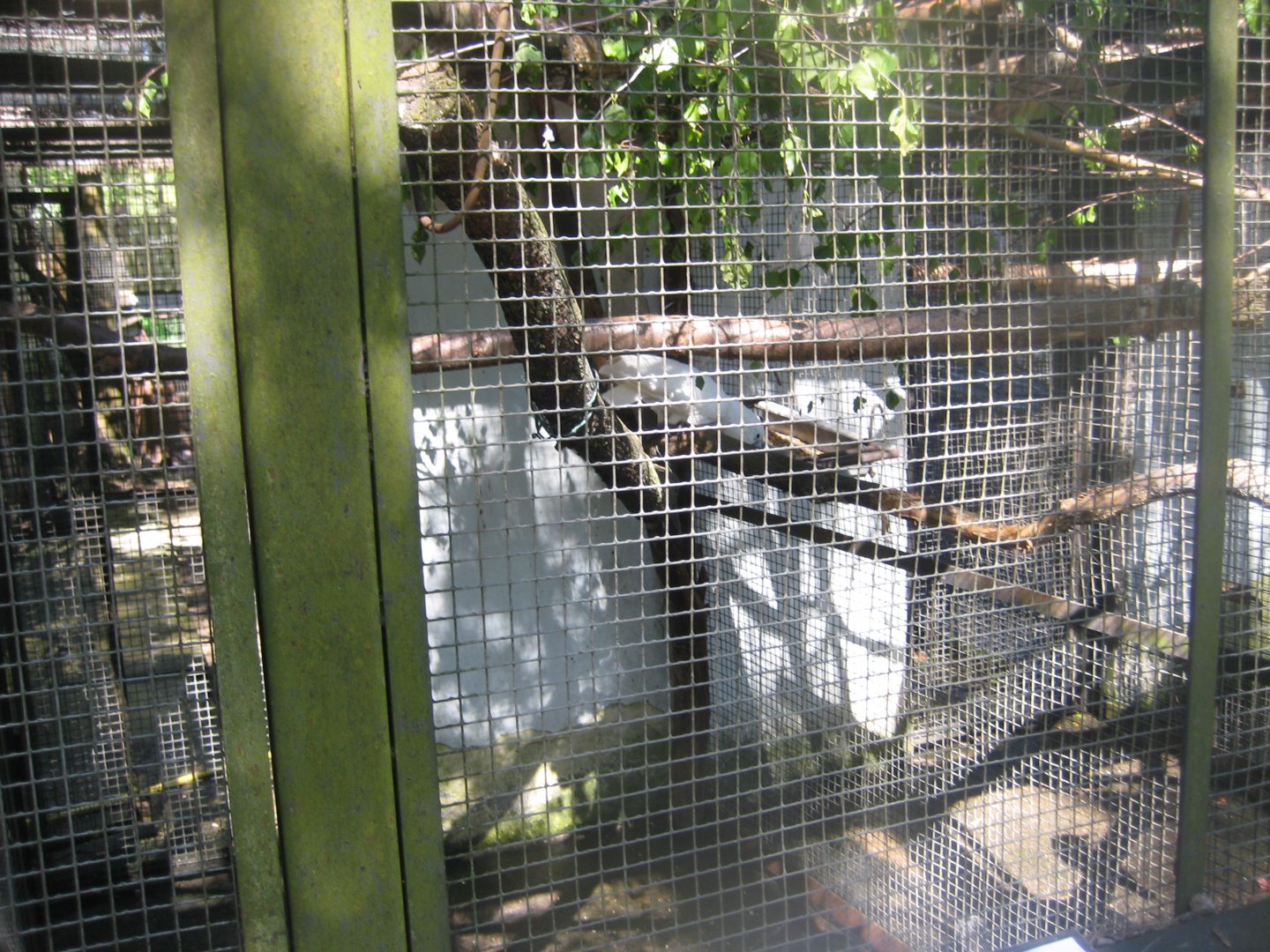 Riga Zoo - Cockatoo aviary #2