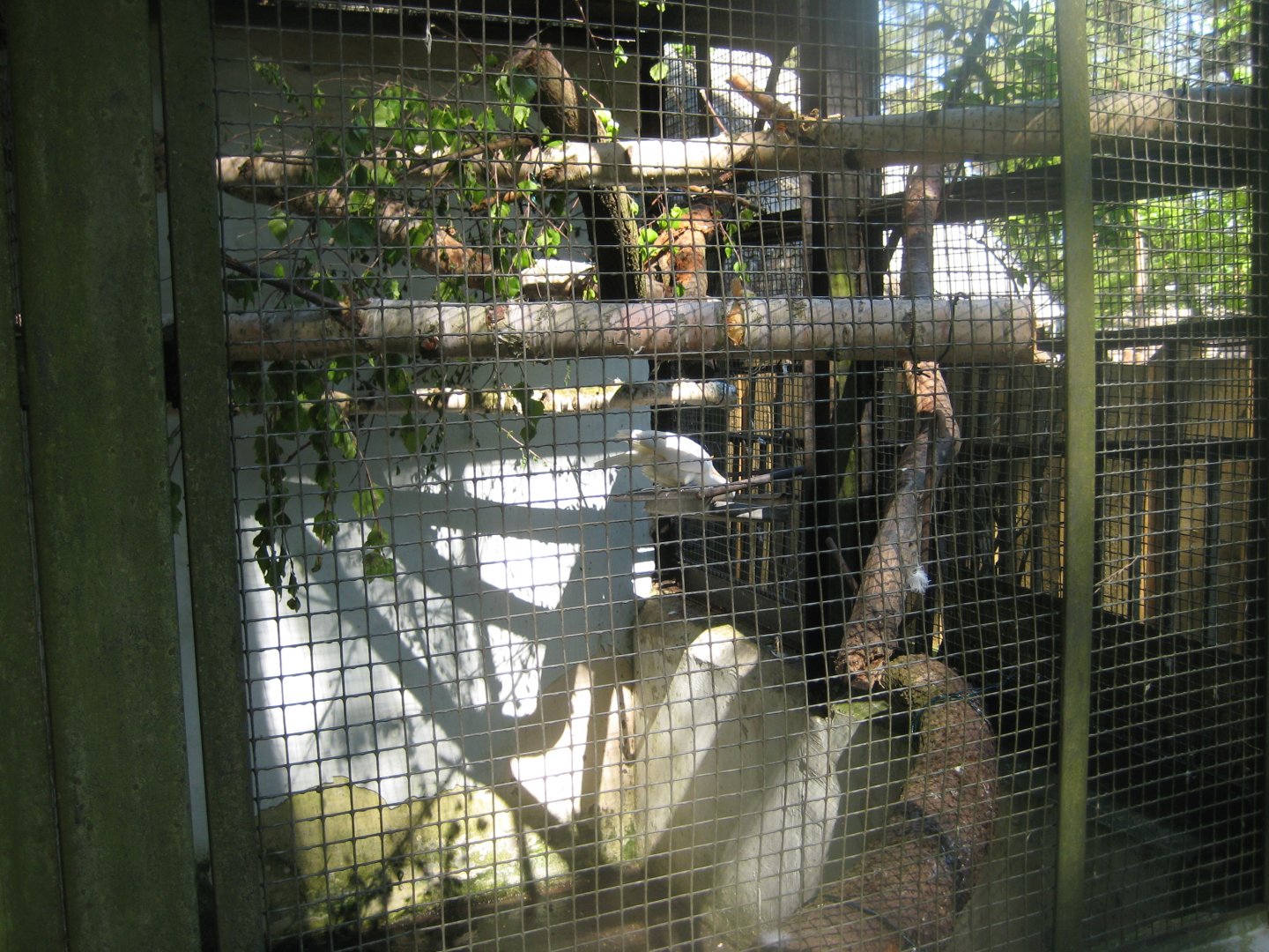 Riga Zoo - Cockatoo aviary #3