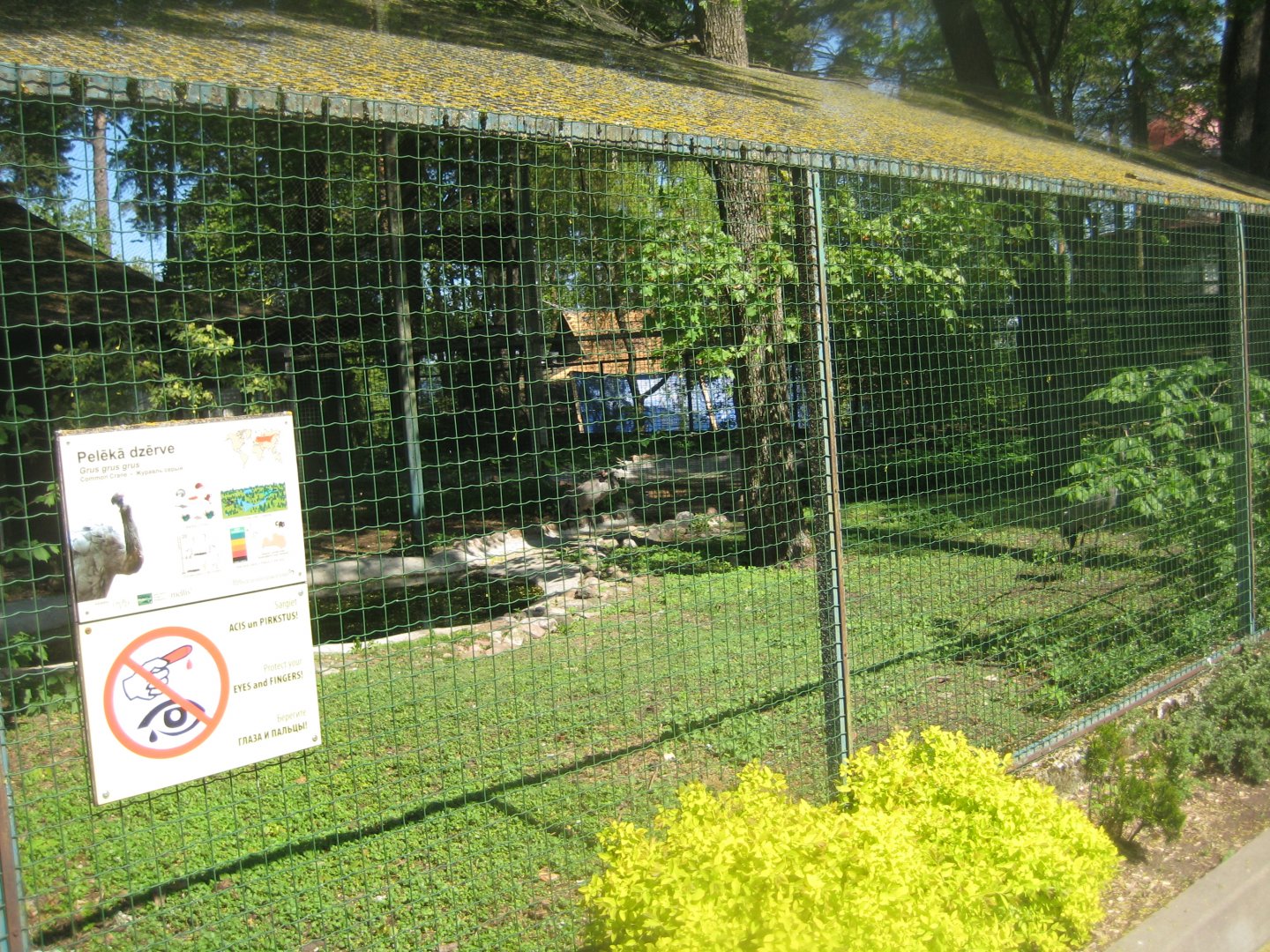 Riga Zoo - Common crane aviary