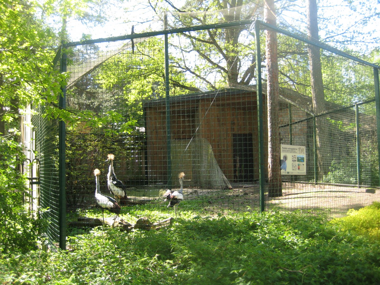 Riga Zoo - Crowned-crane aviary