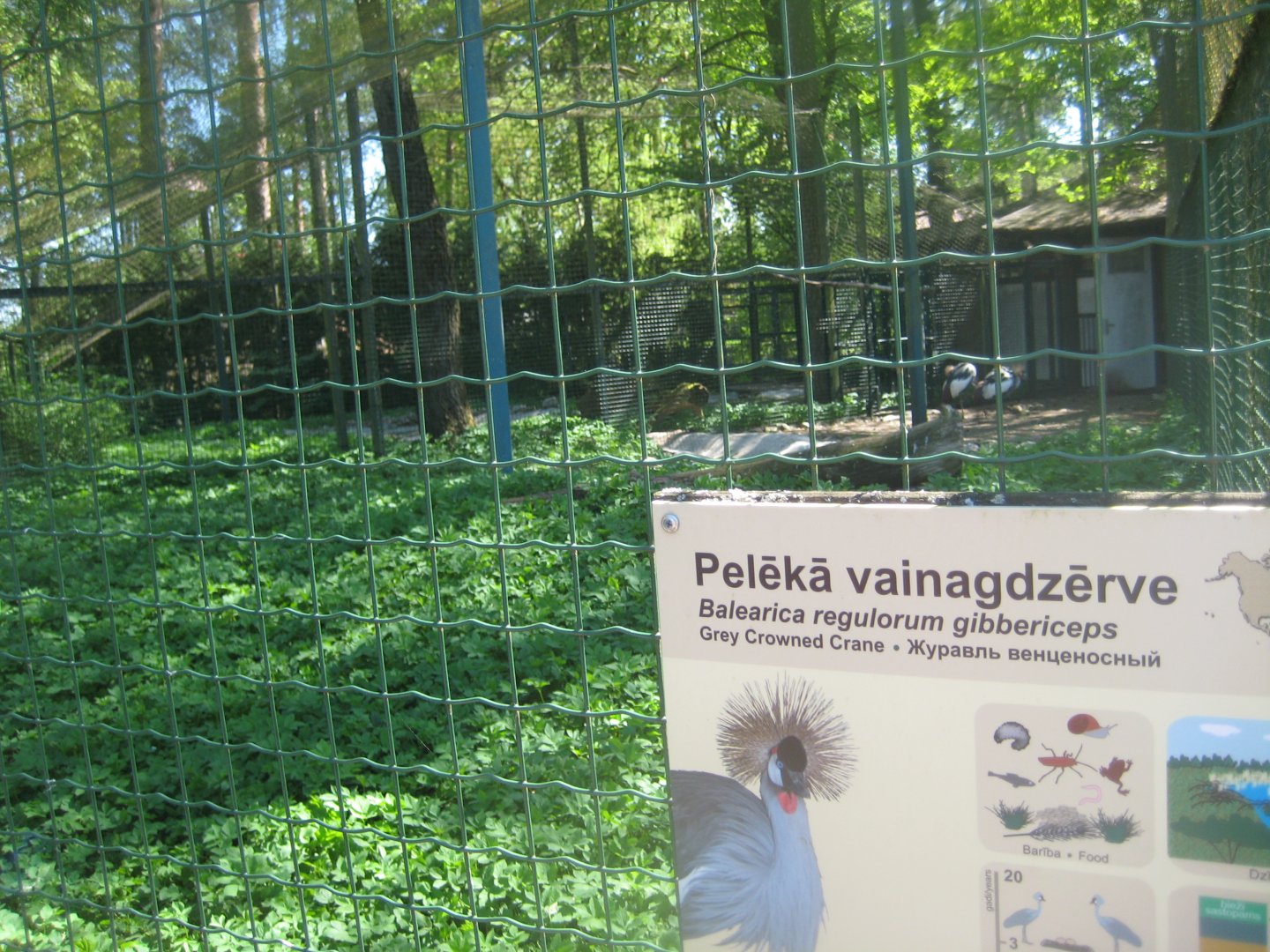 Riga Zoo - Crowned-crane aviary