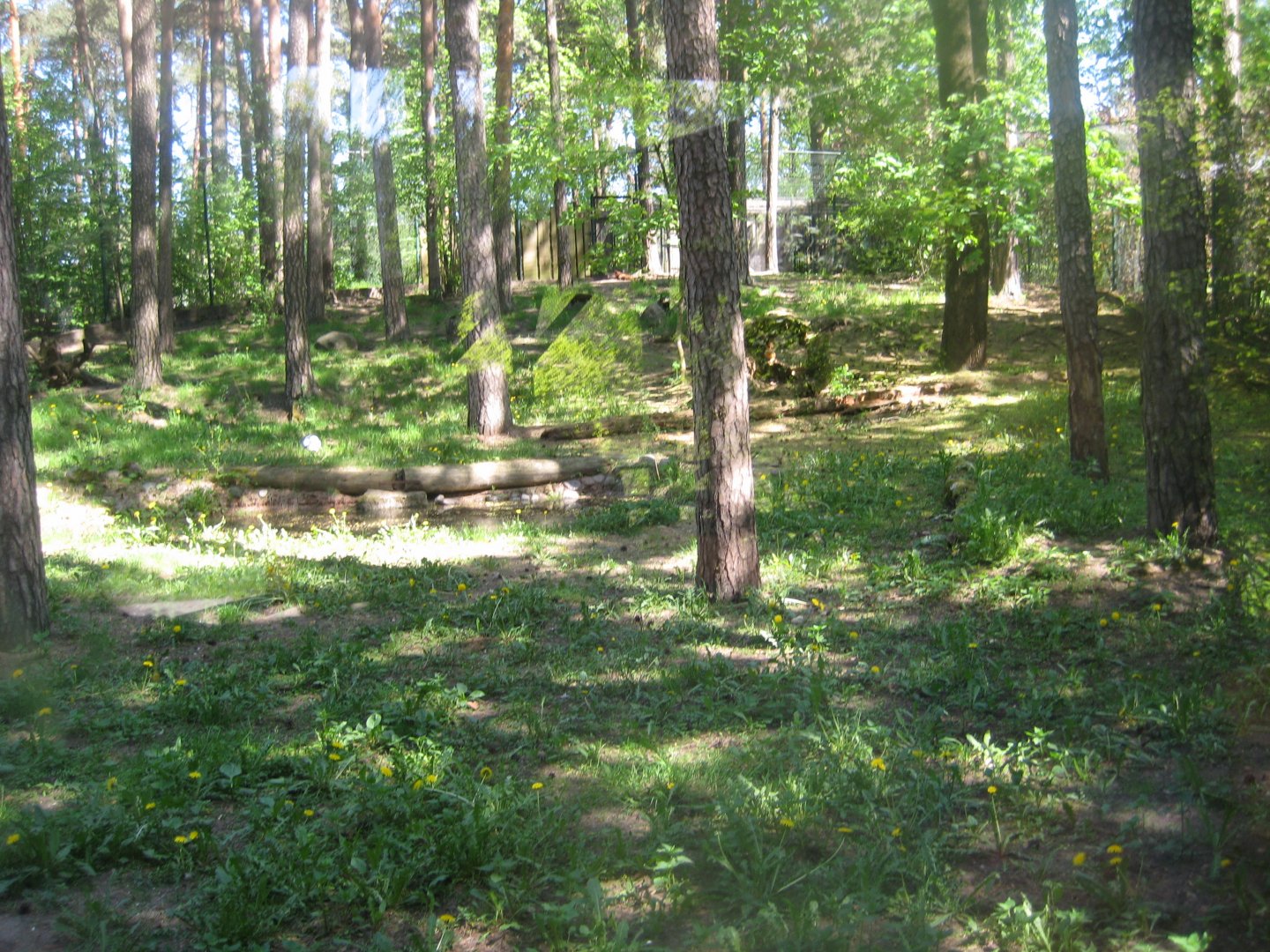 Riga Zoo - Dhole exhibit