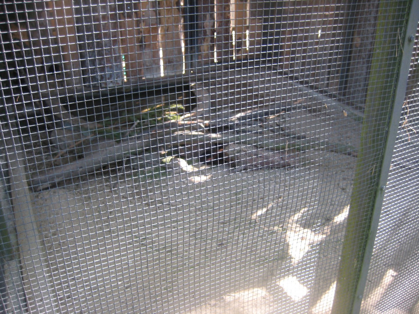 Riga Zoo - European mink exhibit