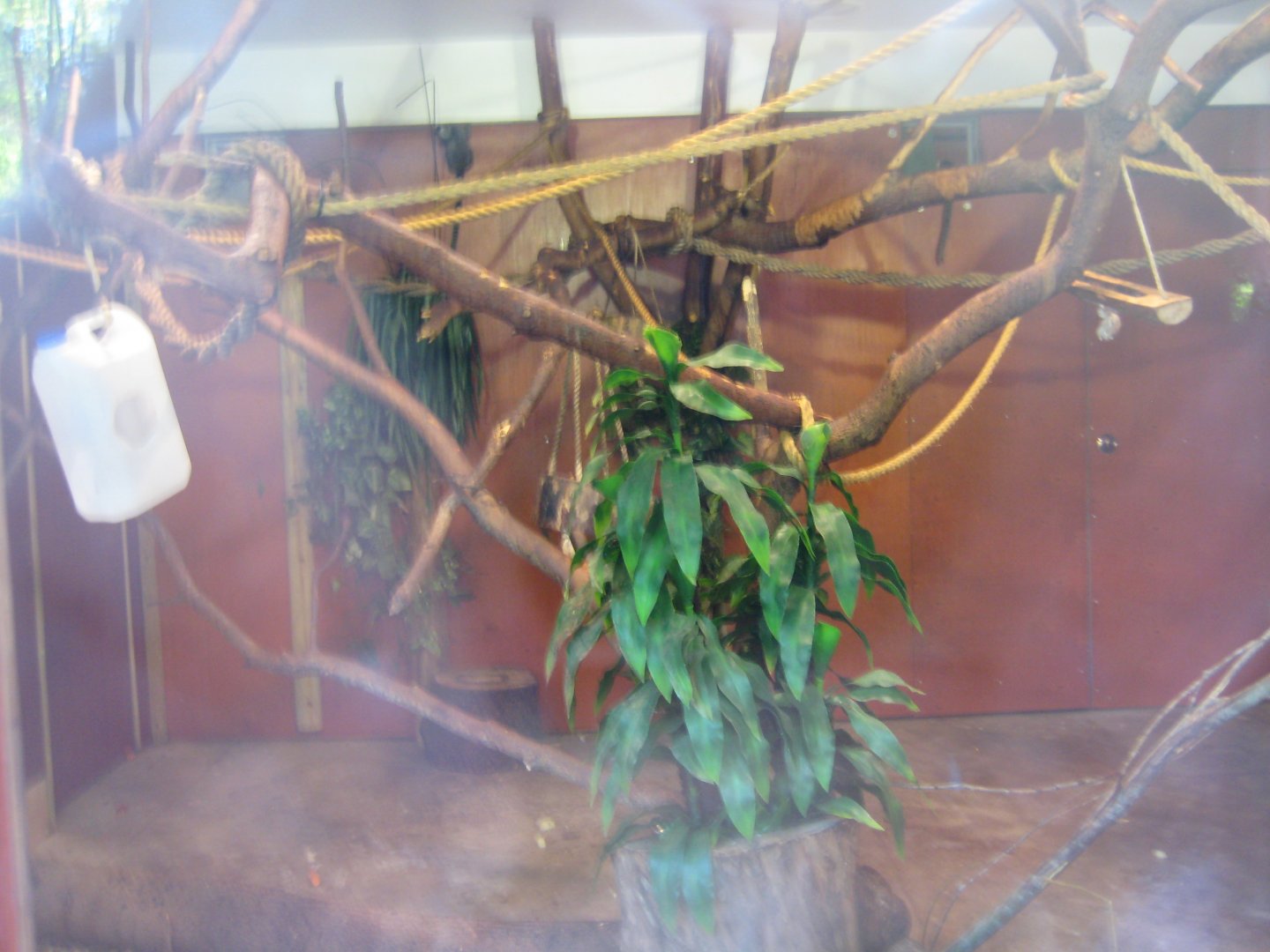 Riga Zoo - Example of callithricid exhibit