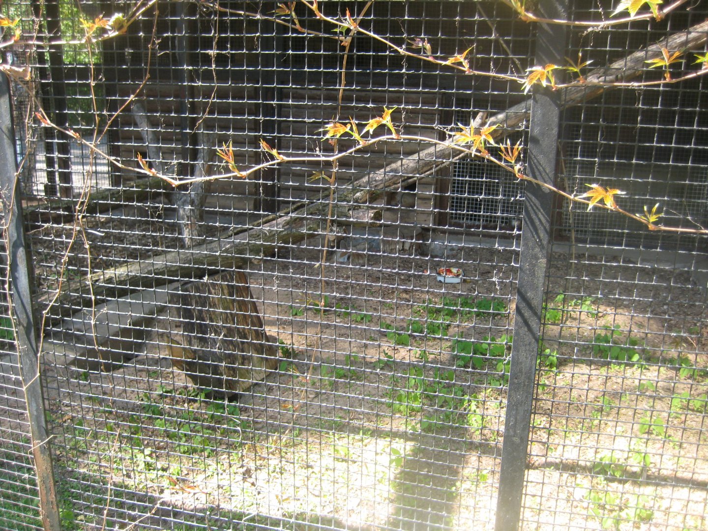 Riga Zoo - Fennec fox exhibit