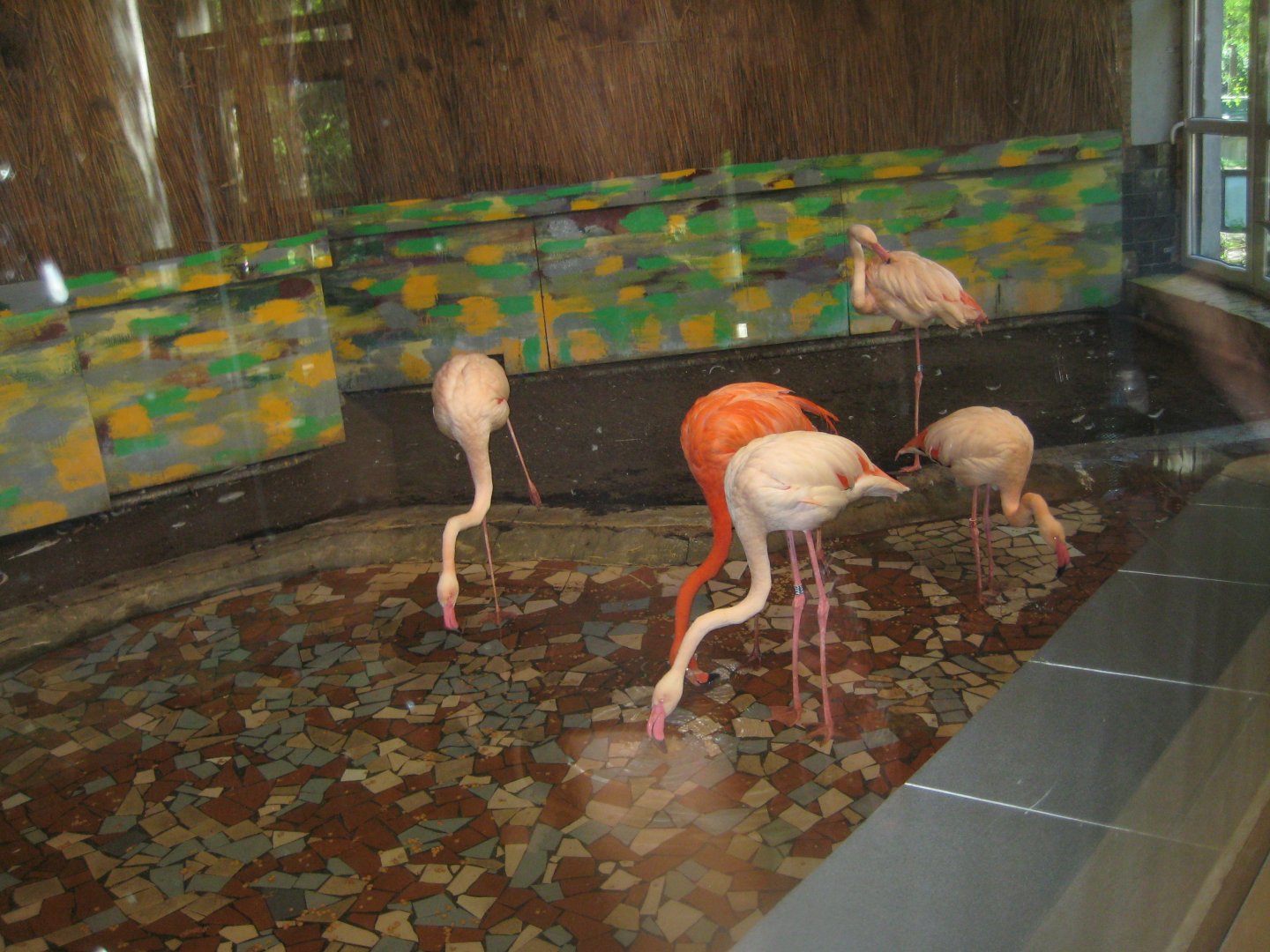 Riga Zoo - Flamingo house - Flamingo indoor exhibit