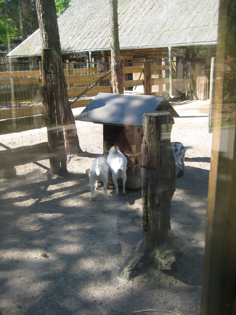 Riga Zoo - Goat exhibit