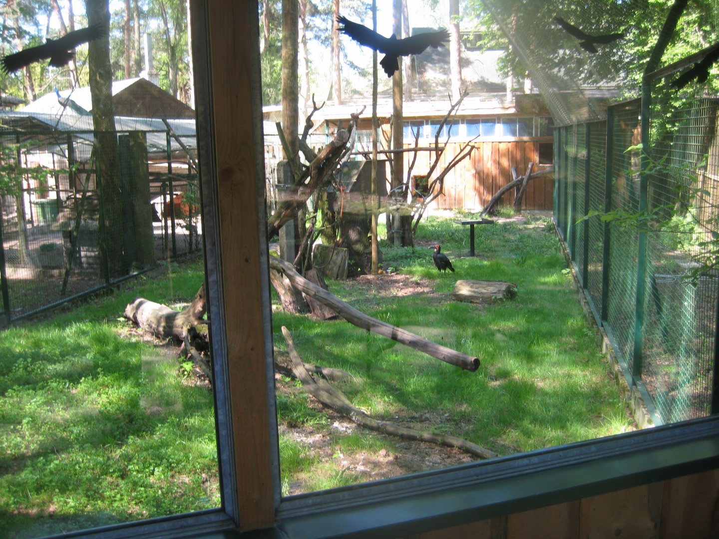 Riga Zoo - Ground hornbill exhibit