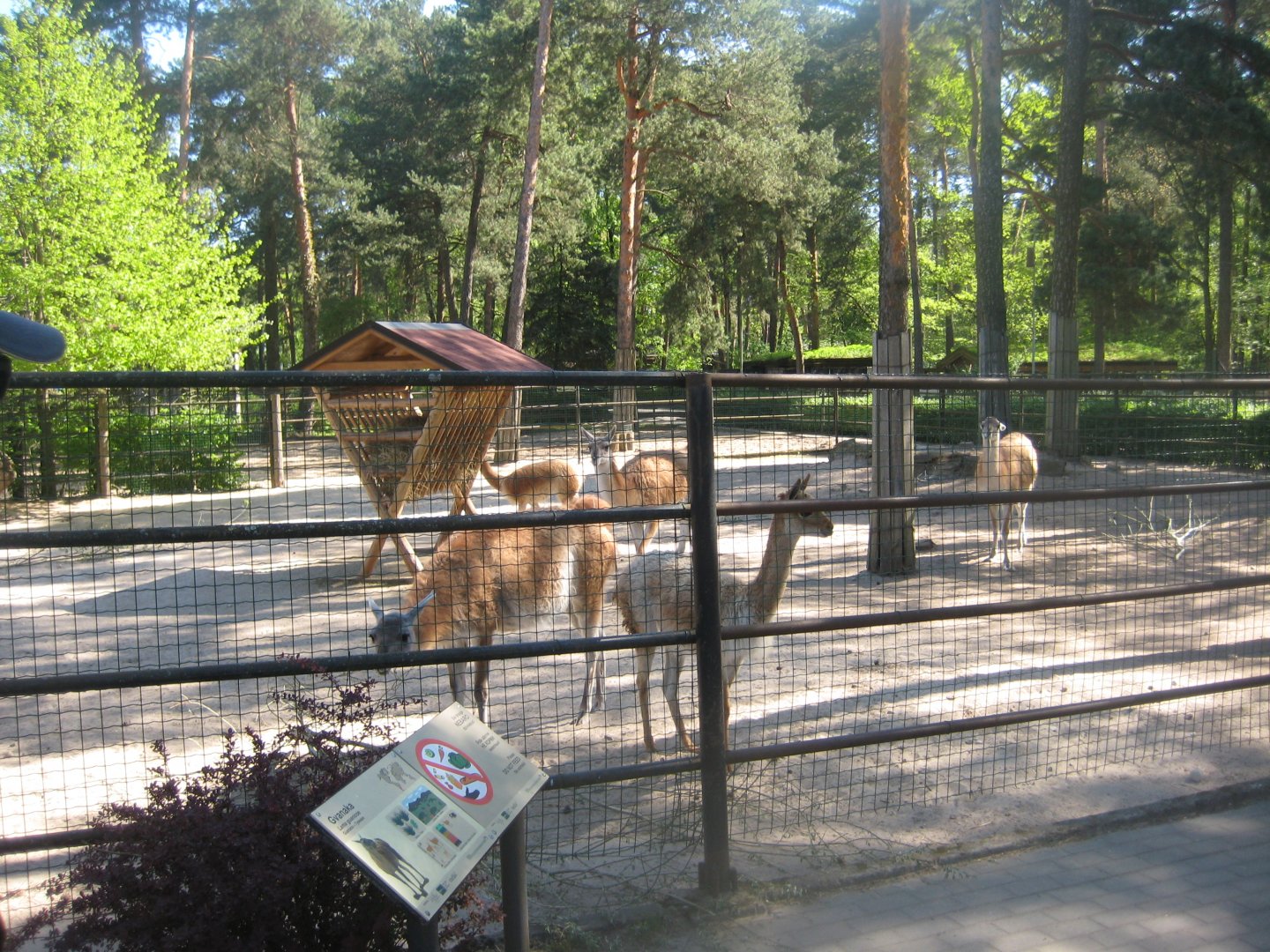 Riga Zoo - Guanaco/vicuna exhibit