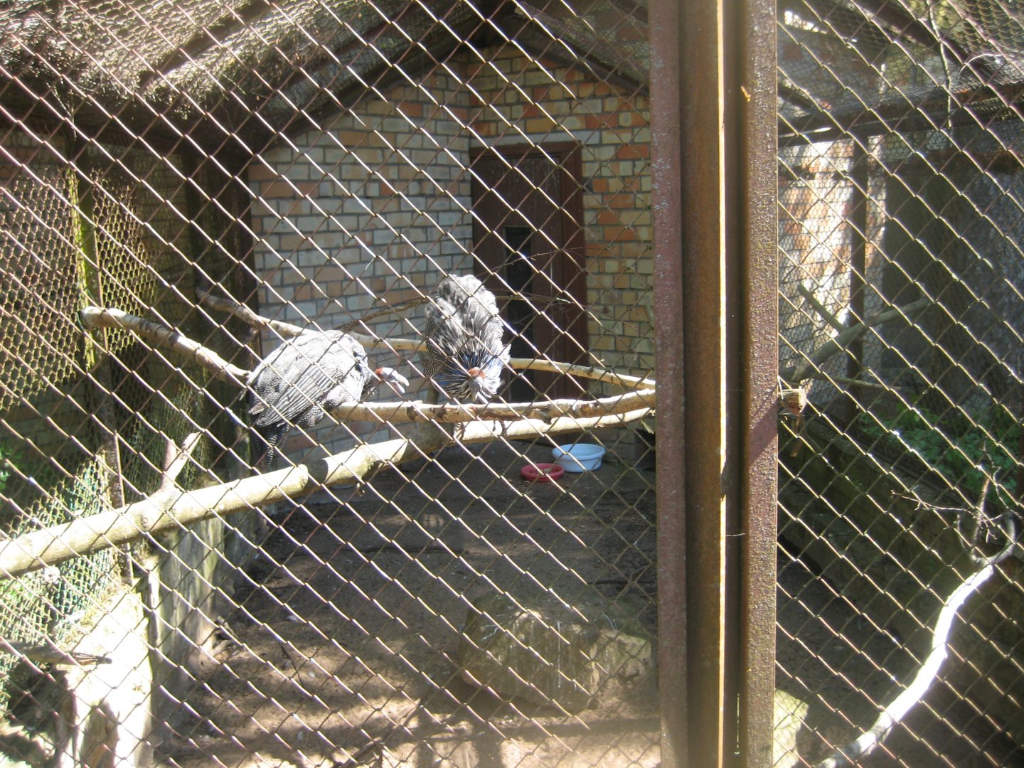 Riga Zoo - Guineafowl aviary