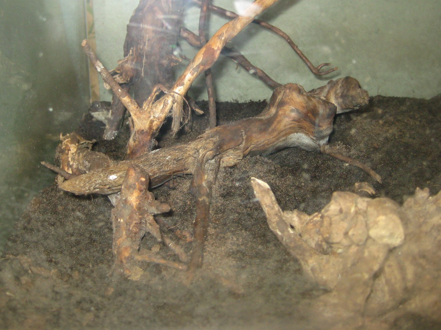 Riga Zoo - House for Latvian herps - Common spadefoot exhibit