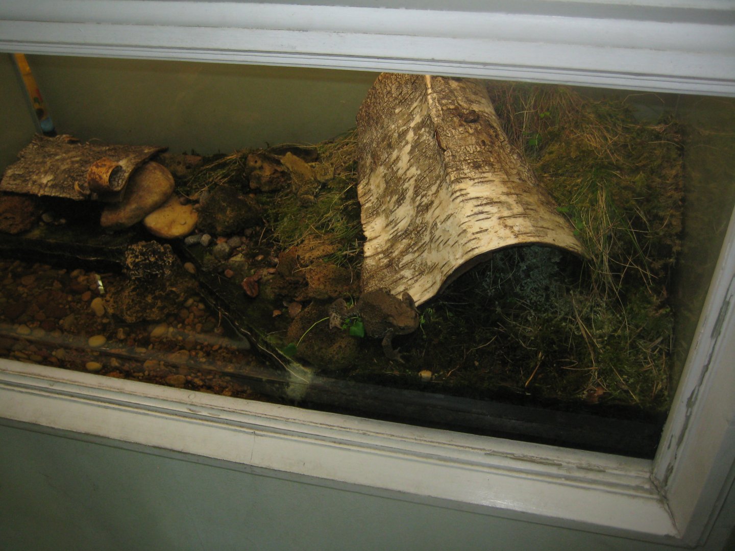 Riga Zoo - House for Latvian herps - Common toad exhibit