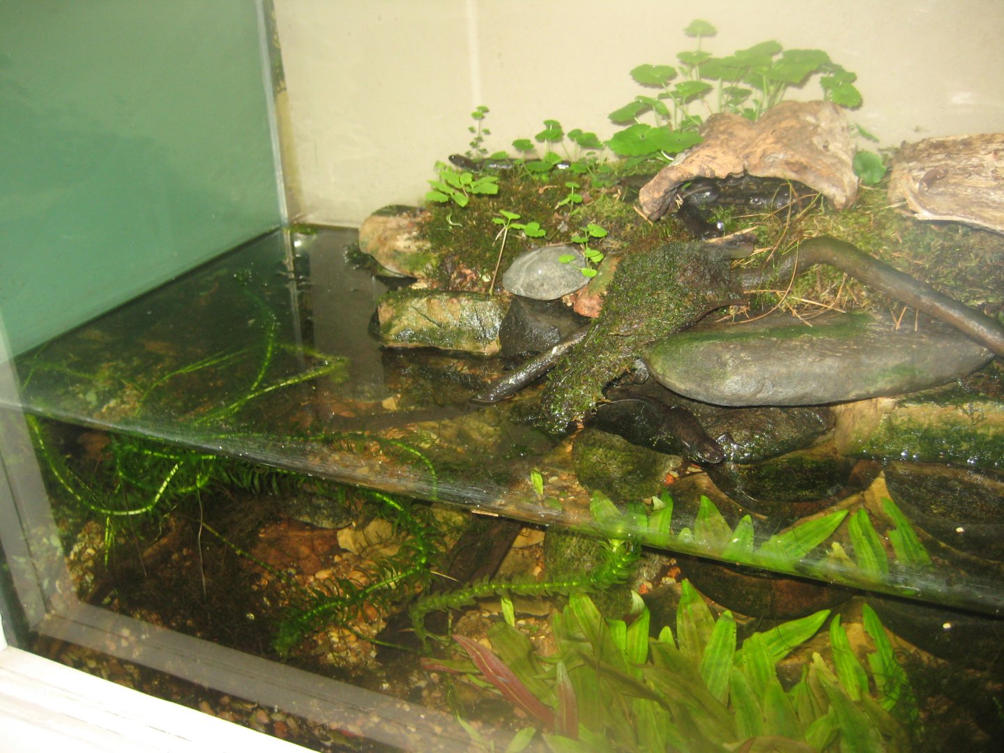 Riga Zoo - House for Latvian herps - Crested newt exhibit