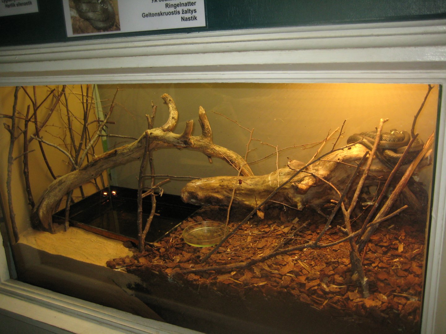 Riga Zoo - House for Latvian herps - Grass snake exhibit
