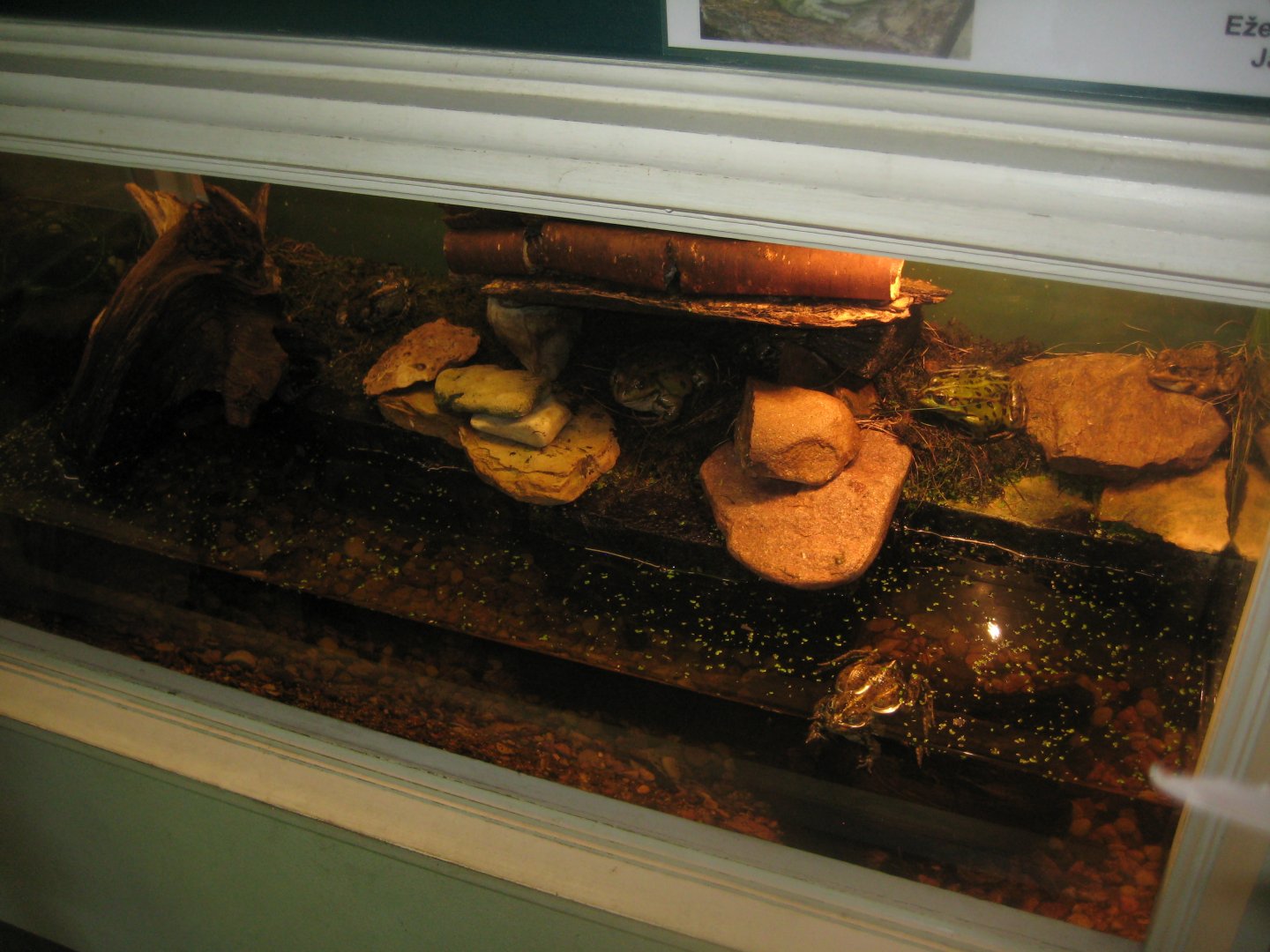 Riga Zoo - House for Latvian herps - Marsh frog exhibit