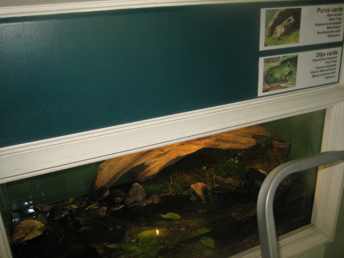 Riga Zoo - House for Latvian herps - Pool frog exhibit