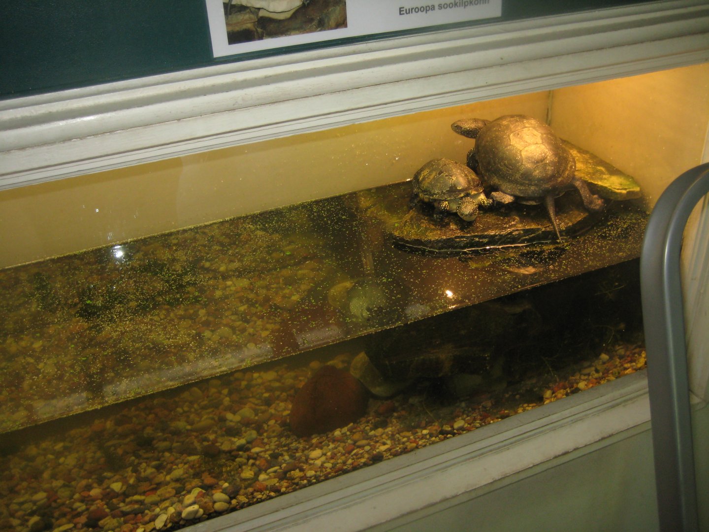 Riga Zoo - House for Latvian herps - Turtle exhibit