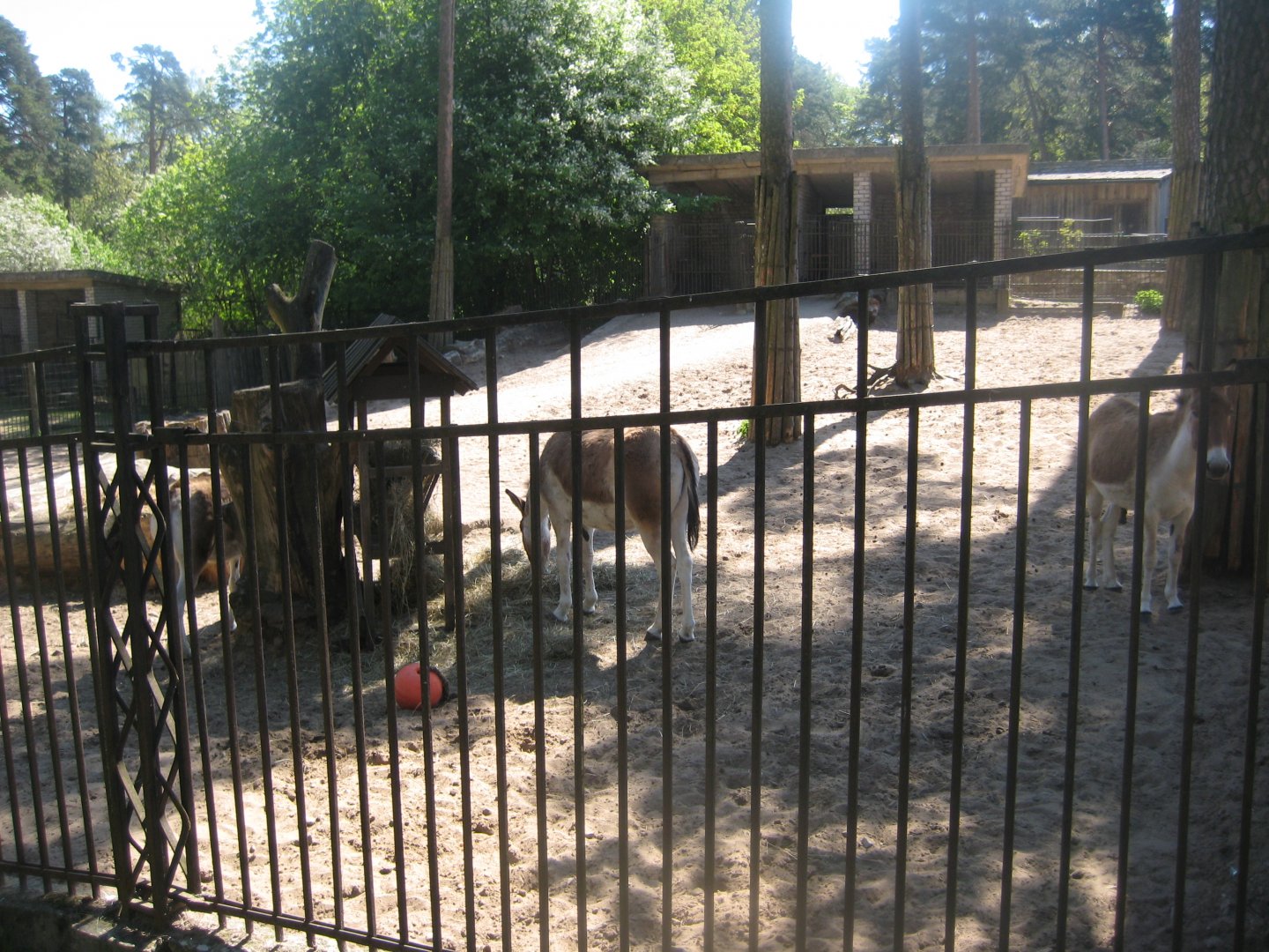Riga Zoo - Kiang exhibit
