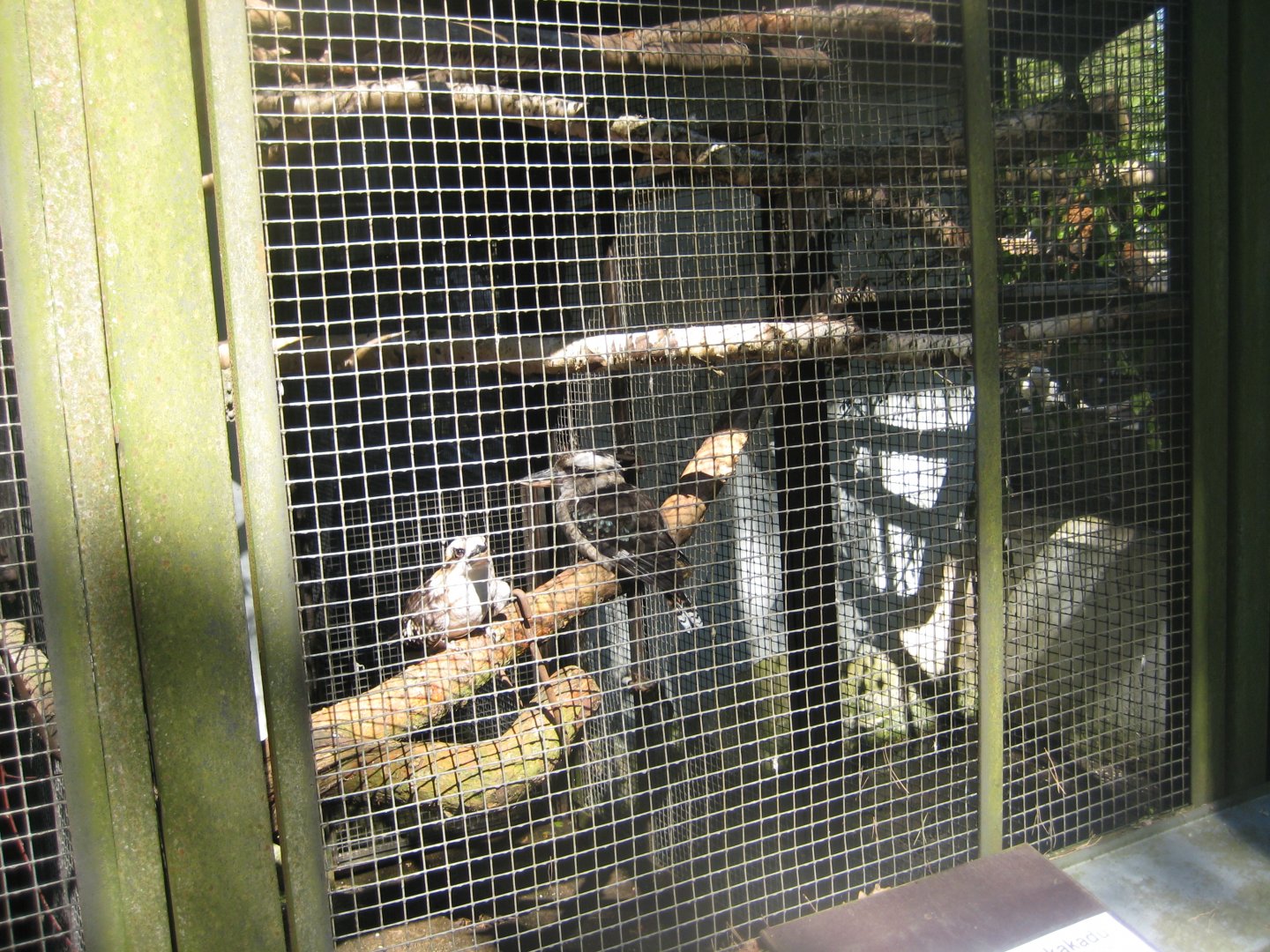 Riga Zoo - Kookaburra aviary