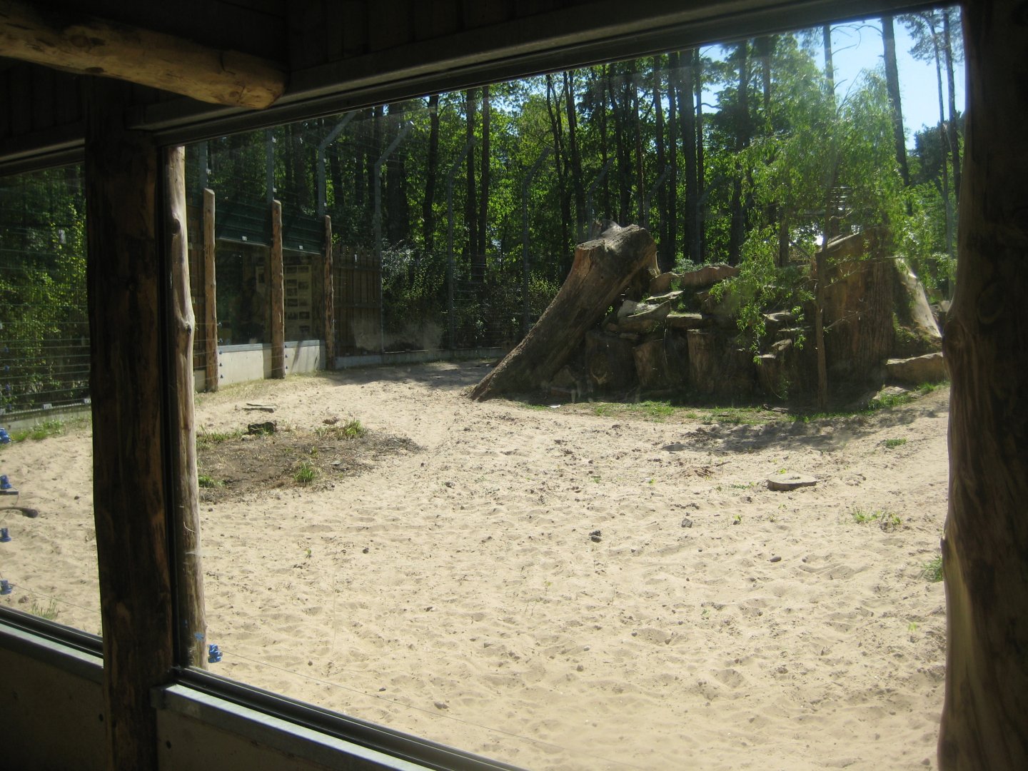 Riga Zoo - Lion exhibit