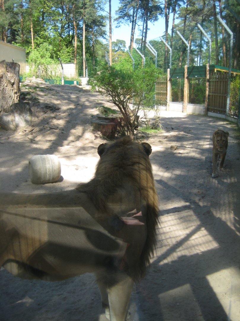 Riga Zoo - Lion exhibit