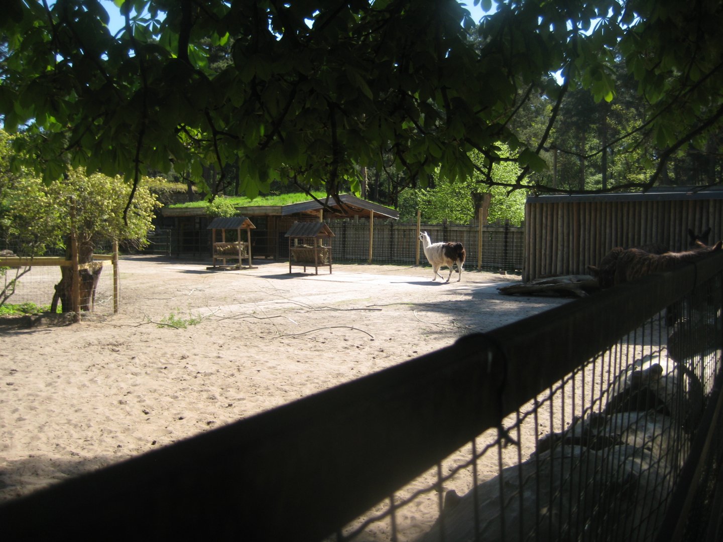 Riga Zoo - Llama/donkey exhibit