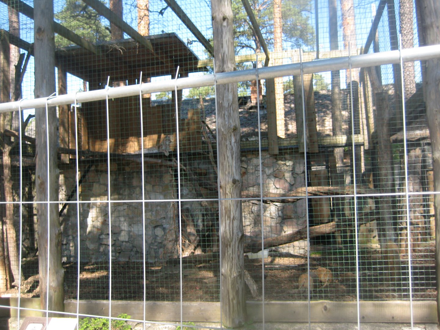 Riga Zoo - Lynx exhibit
