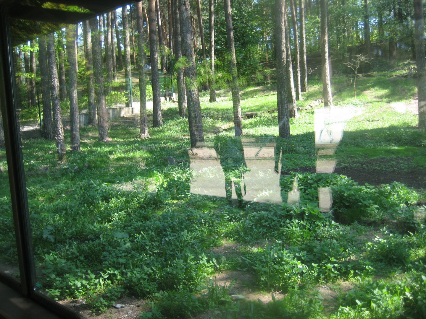 Riga Zoo - Maned wolf exhibit