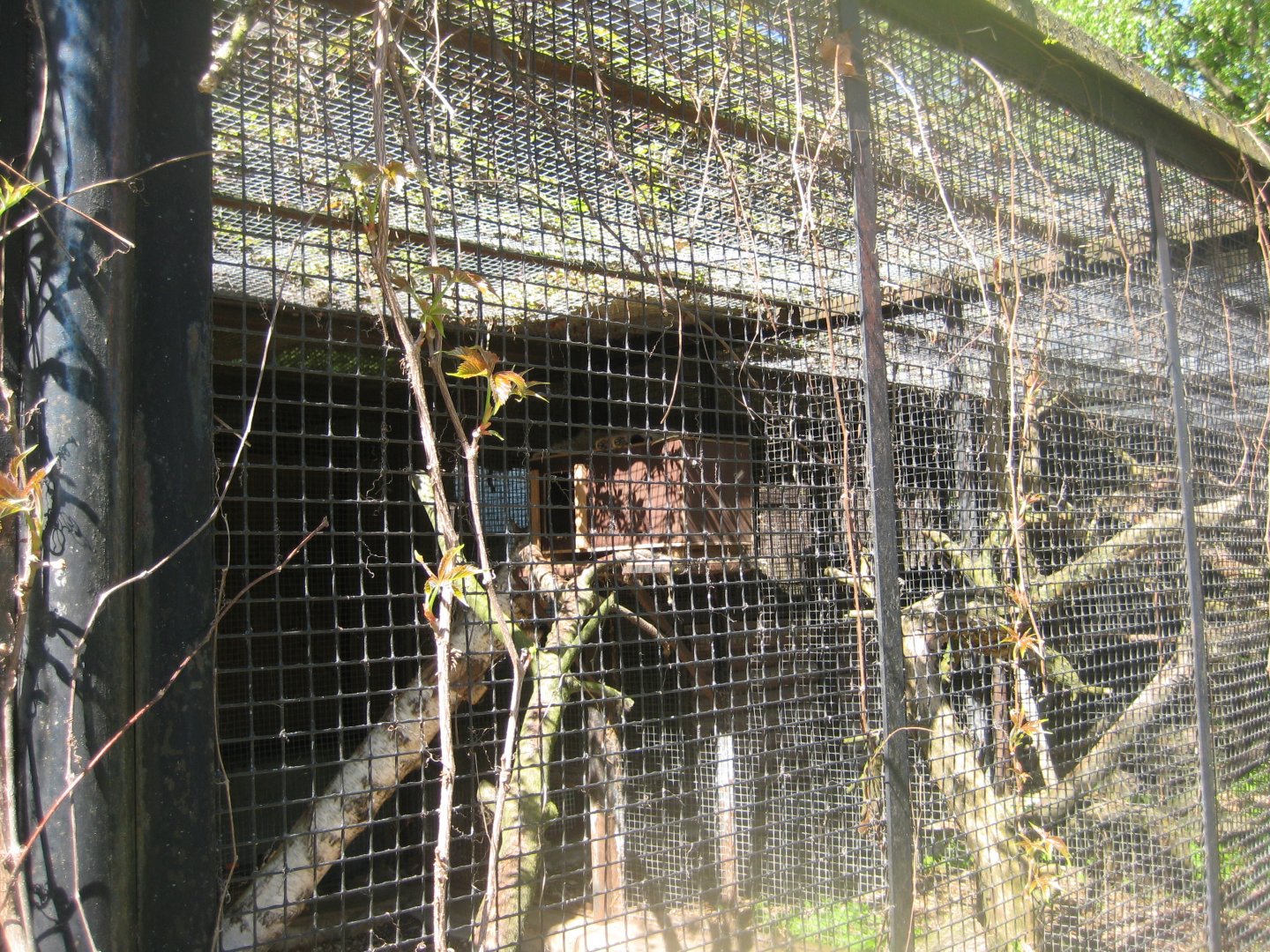 Riga Zoo - Manul exhibit #1