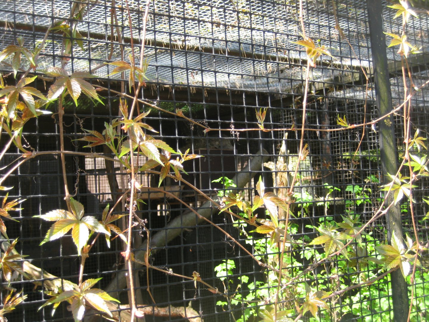 Riga Zoo - Manul exhibit #2