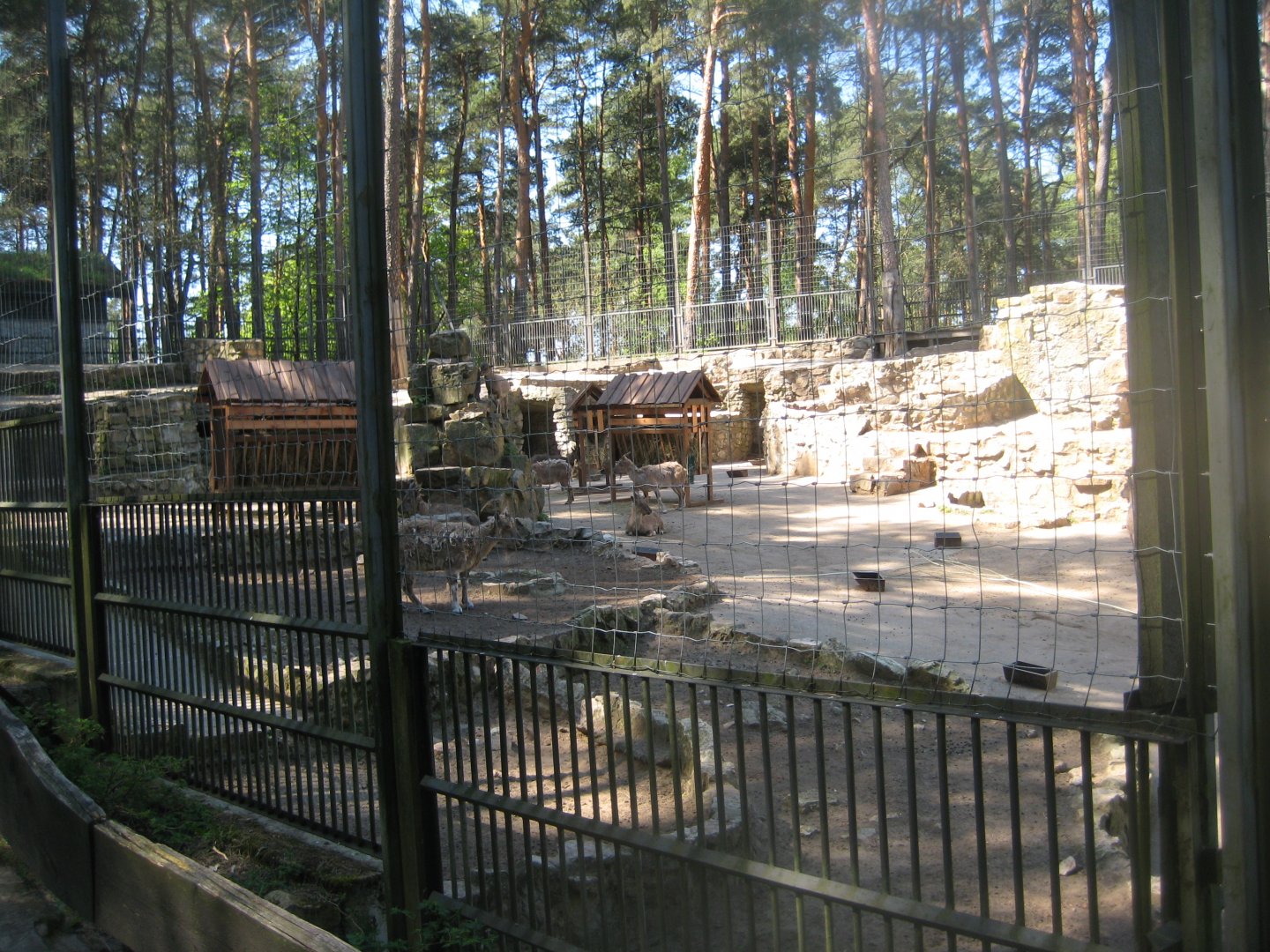 Riga Zoo - Markhor exhibit