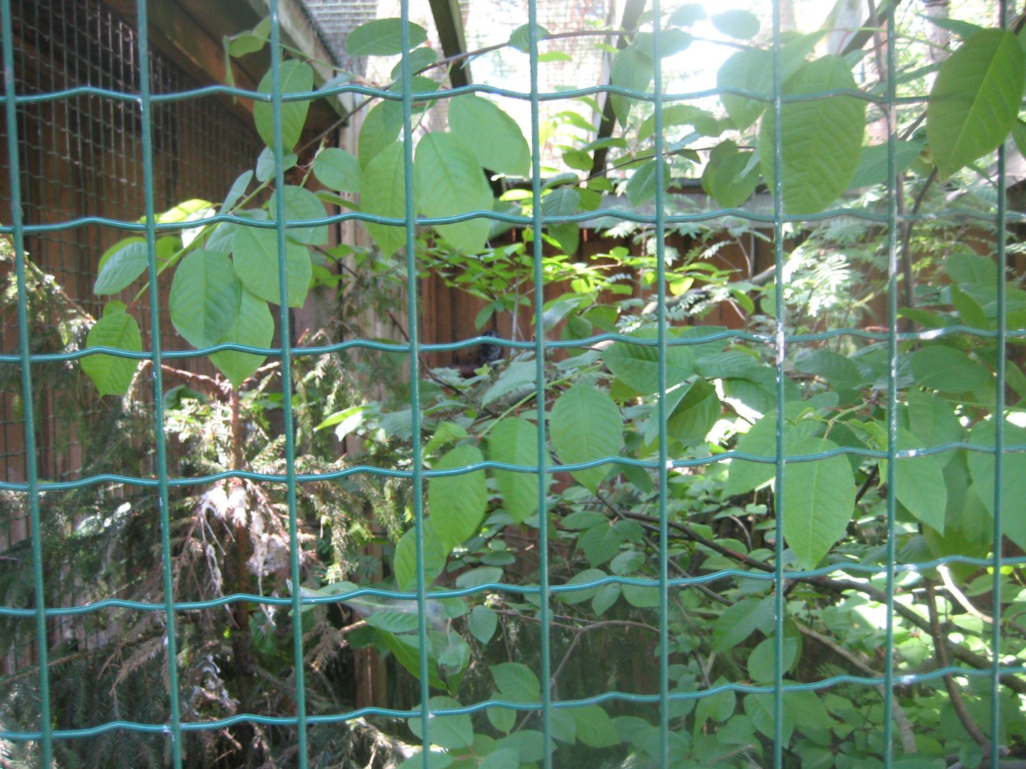Riga Zoo - Owl aviary #2
