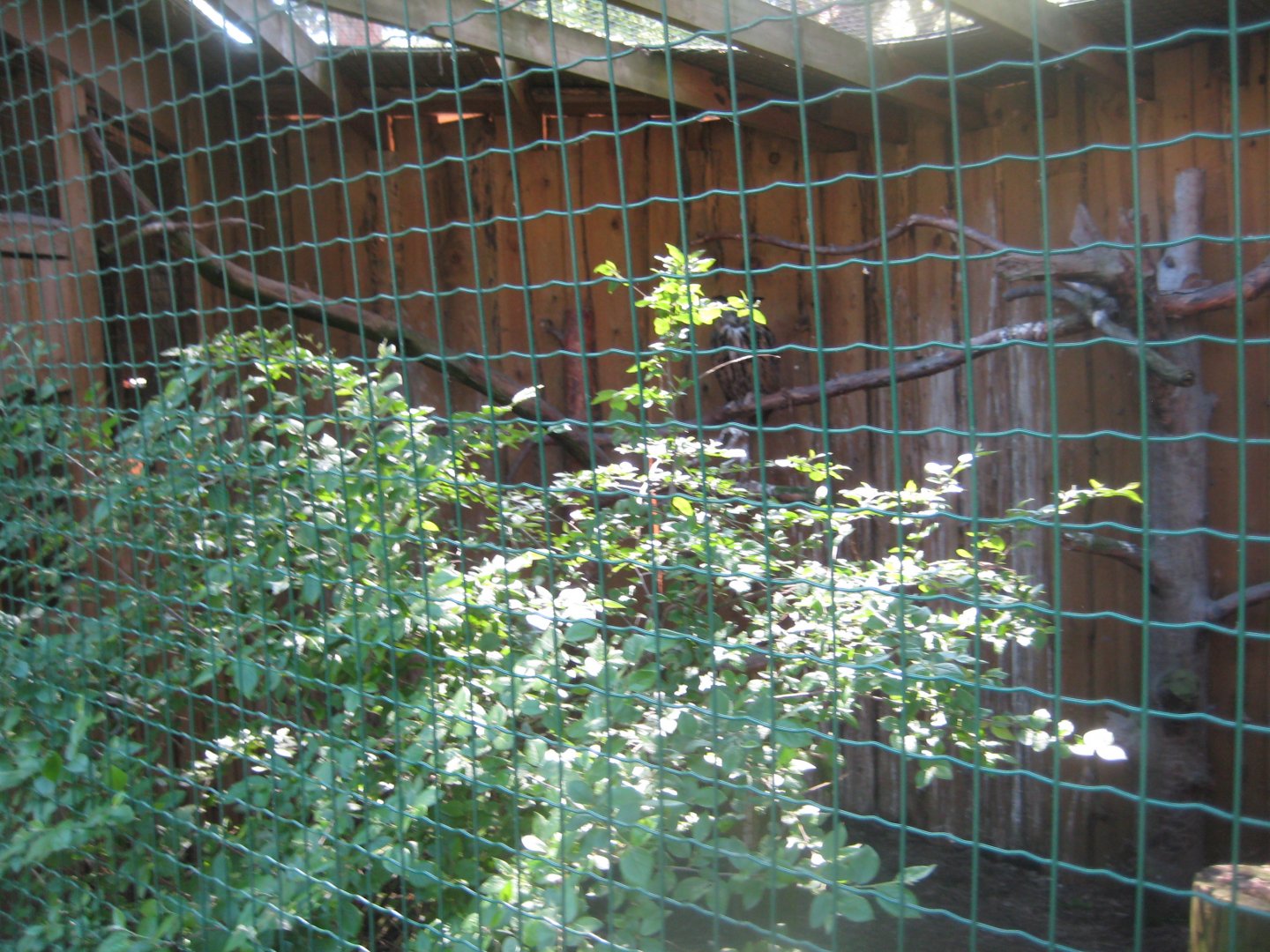 Riga Zoo - Owl aviary #3