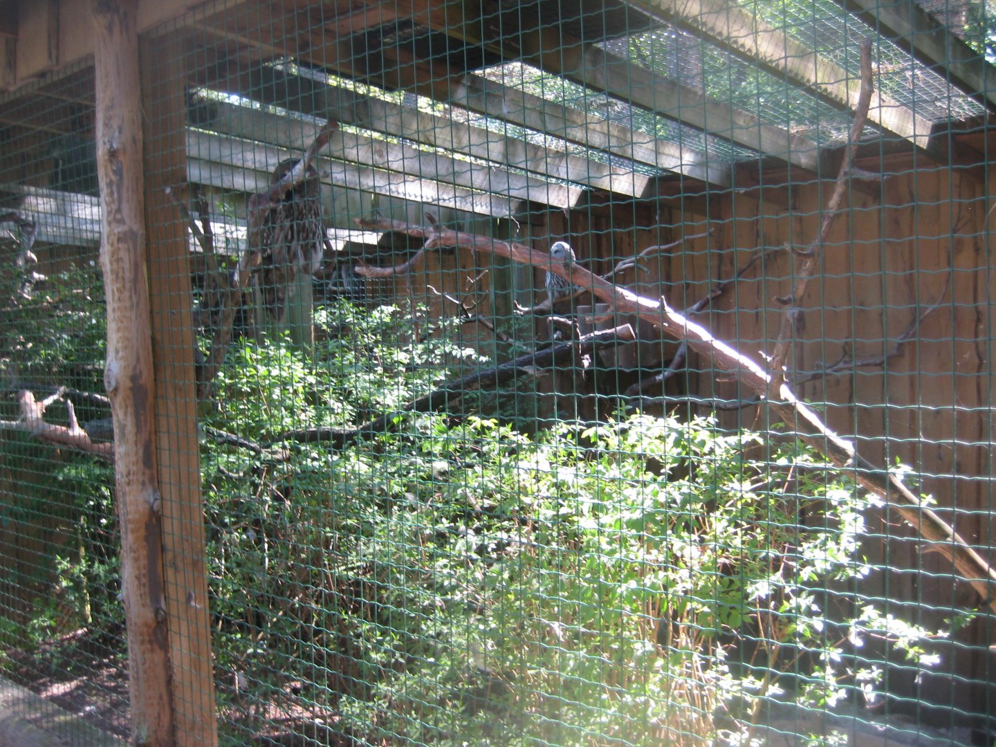 Riga Zoo - Owl aviary #4