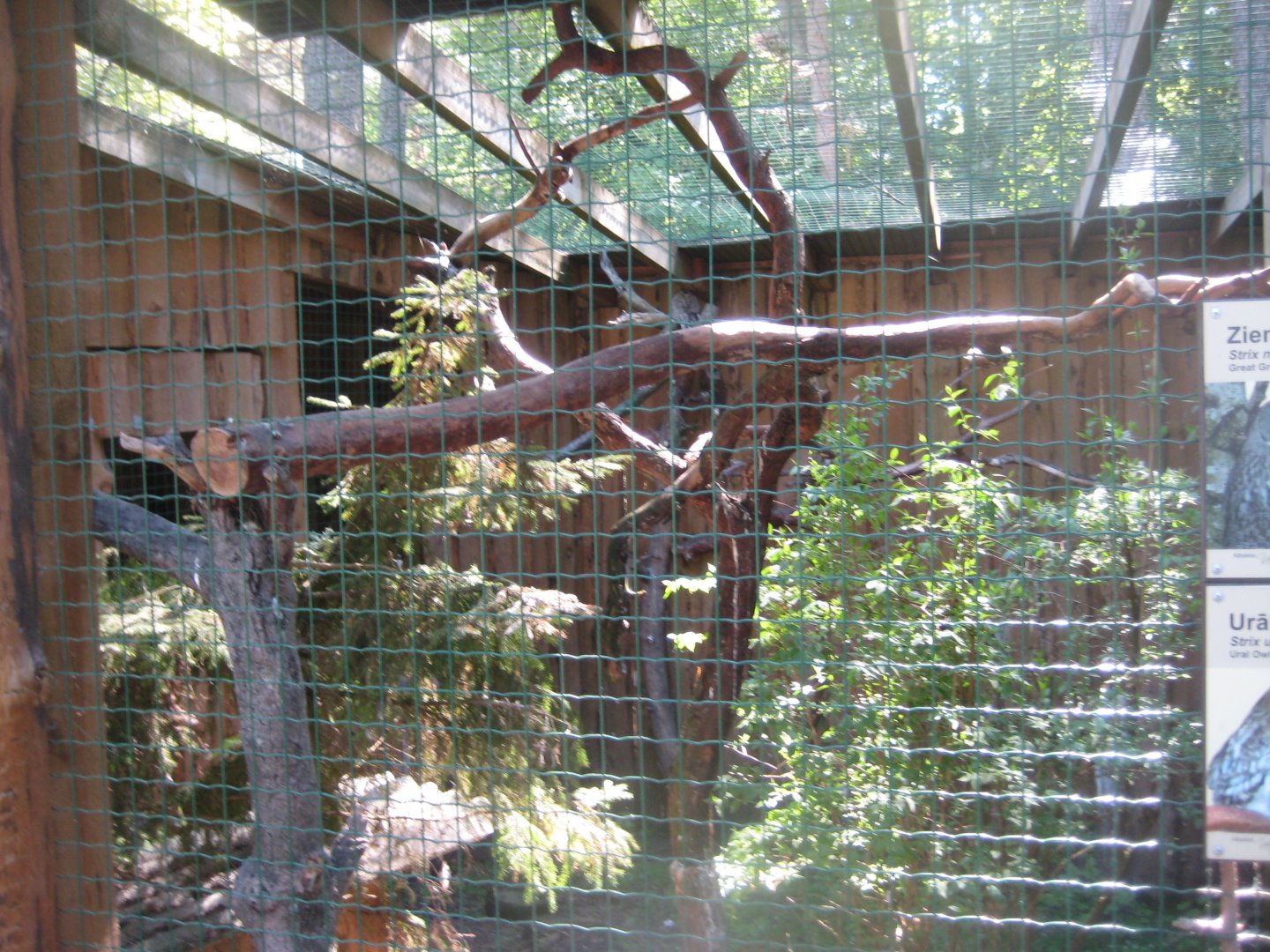 Riga Zoo - Owl aviary #5