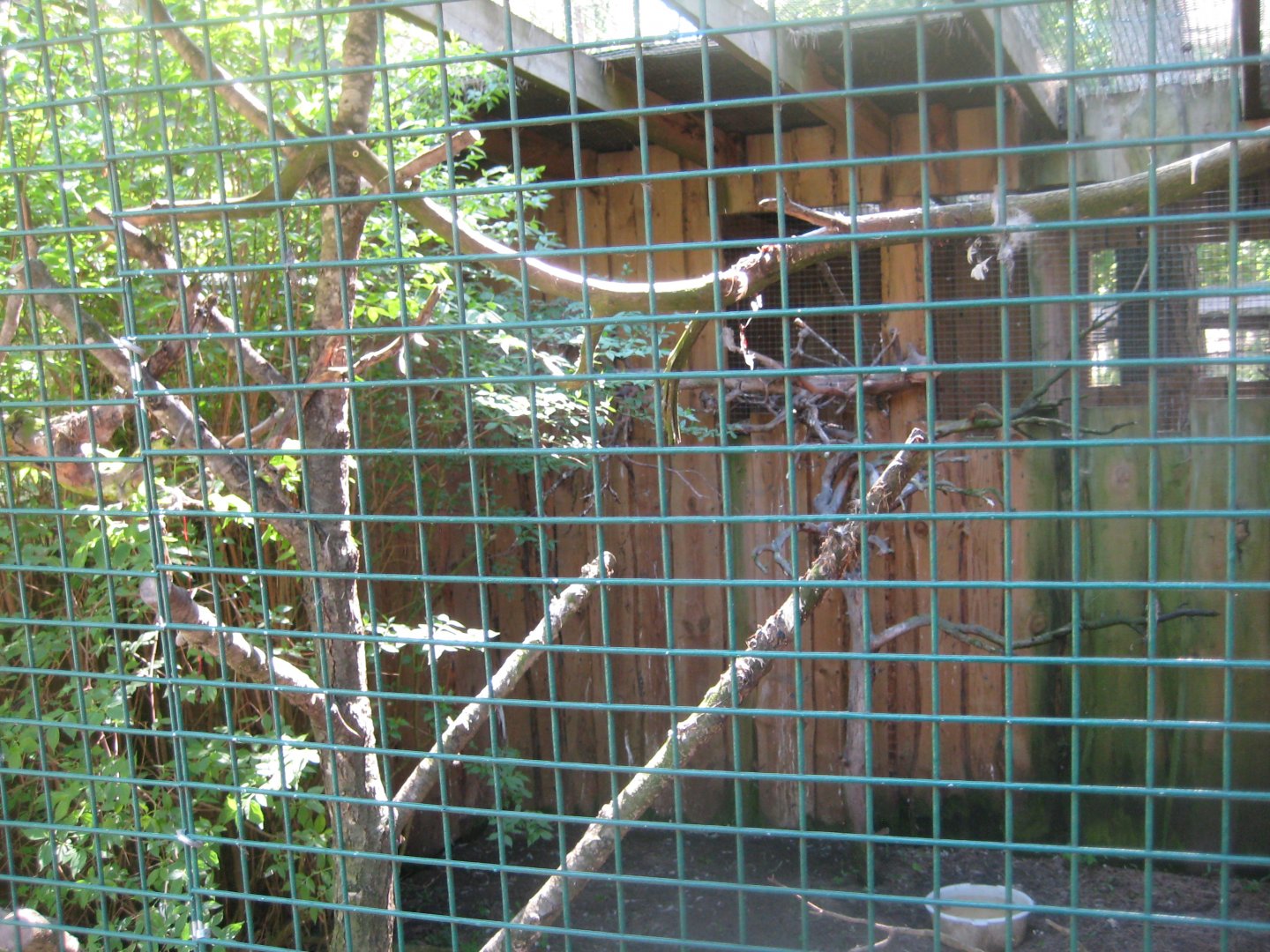 Riga Zoo - Owl aviary #6