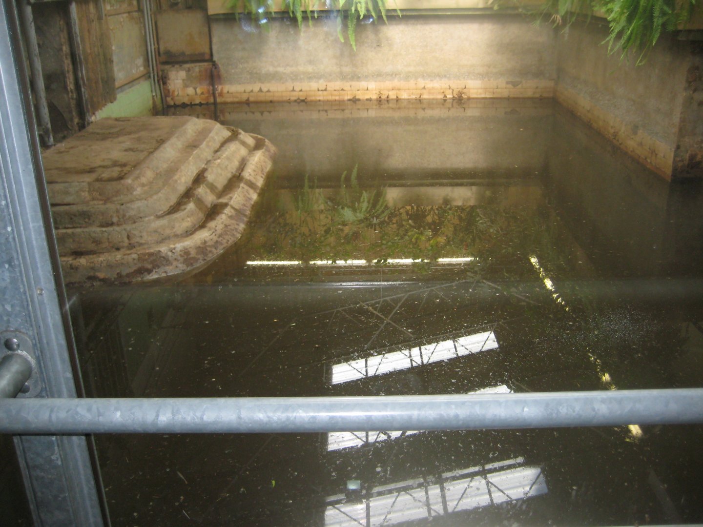 Riga Zoo - Pachyderm house - Hippo indoor exhibit