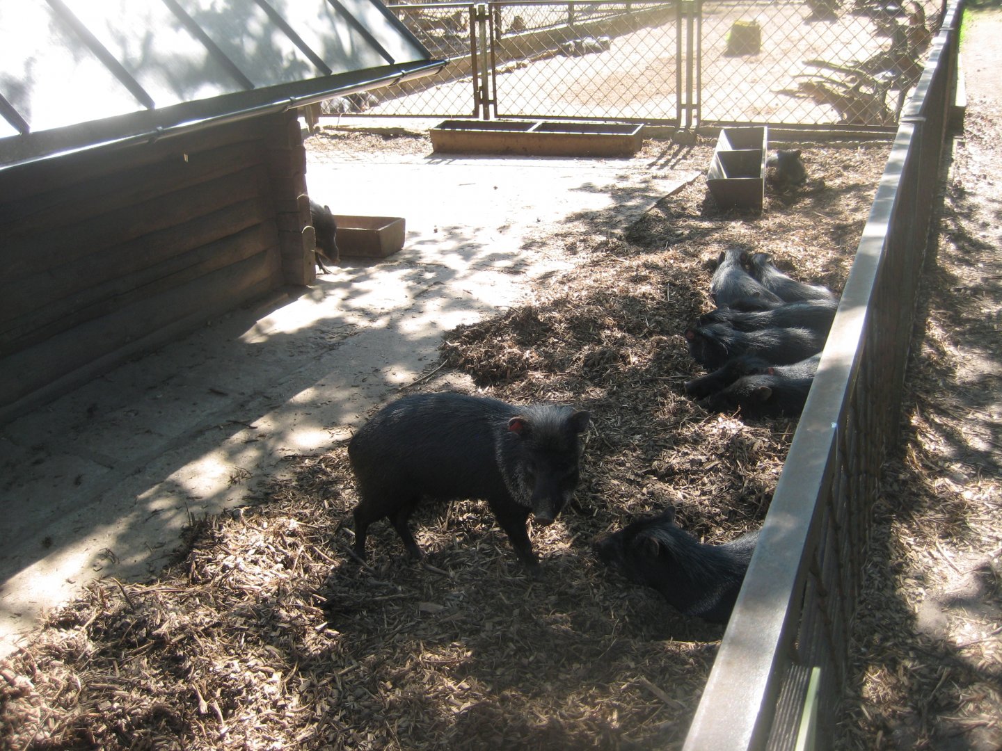 Riga Zoo - Peccary exhibit #1