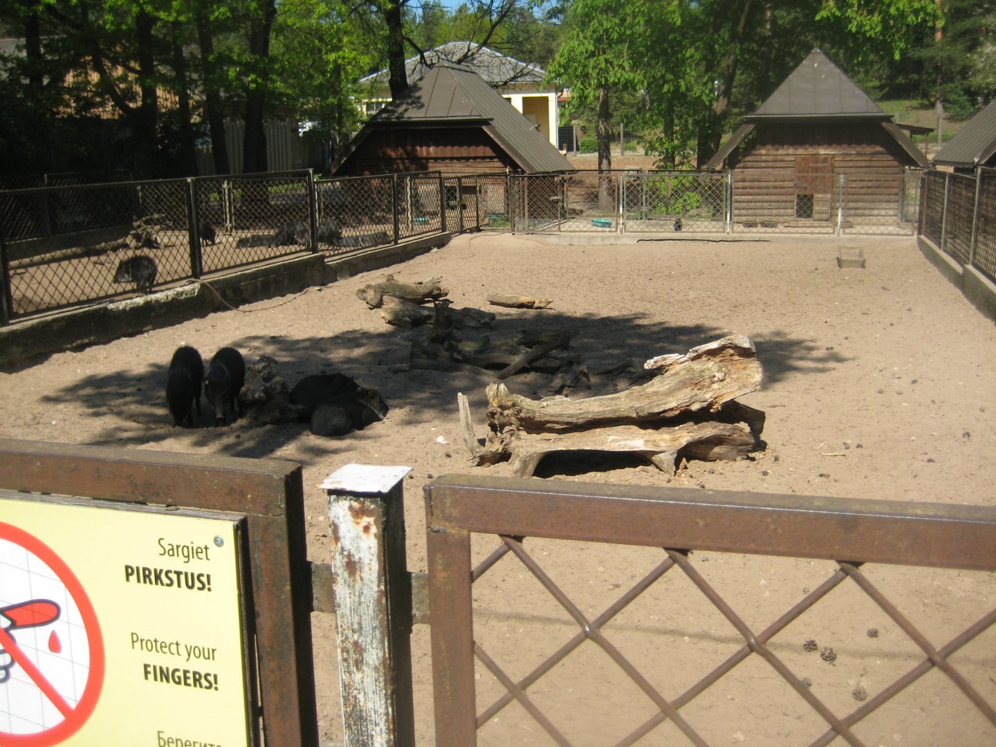 Riga Zoo - Peccary exhibit #2