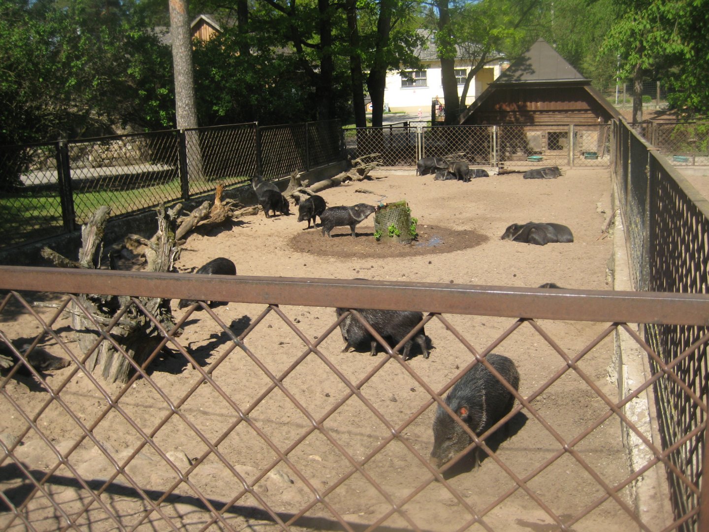 Riga Zoo - Peccary exhibit #3