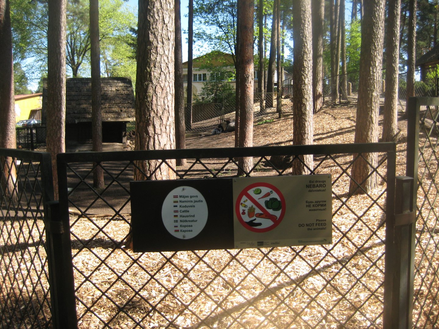 Riga Zoo - Petting zoo - Cattle exhibit