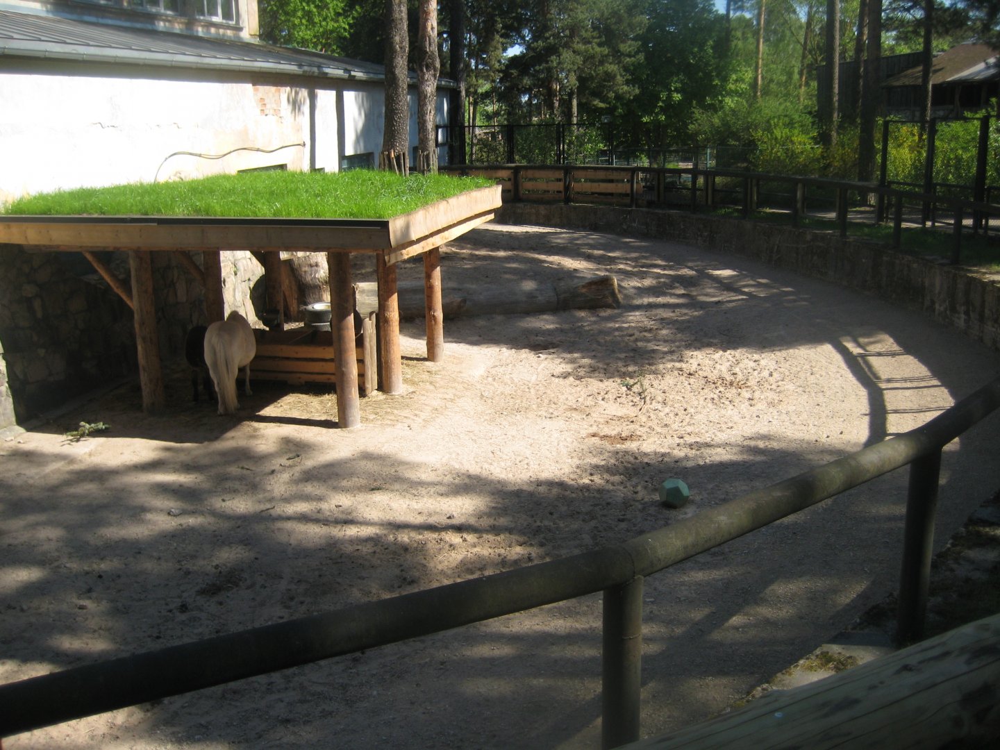 Riga Zoo - Petting zoo - Horse exhibit #1