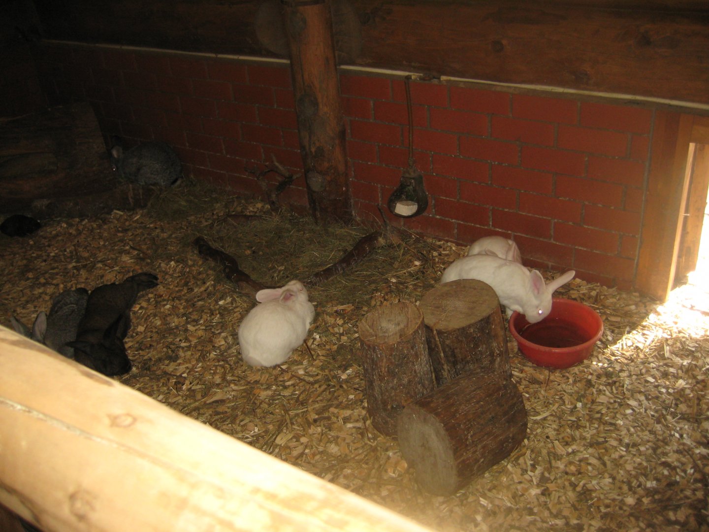 Riga Zoo - Petting zoo - Rabbit exhibit (indoor)