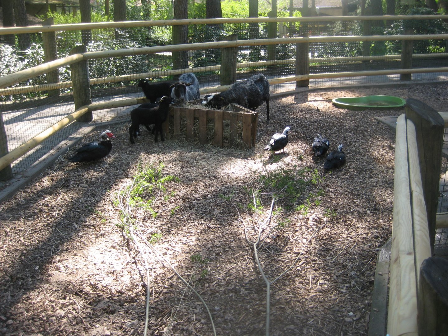 Riga Zoo - Petting zoo - Sheep/duck exhibit