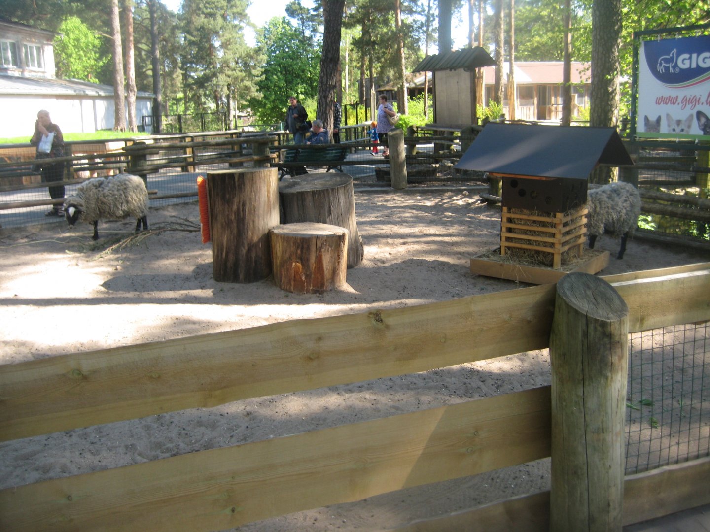 Riga Zoo - Petting zoo - Sheep exhibit