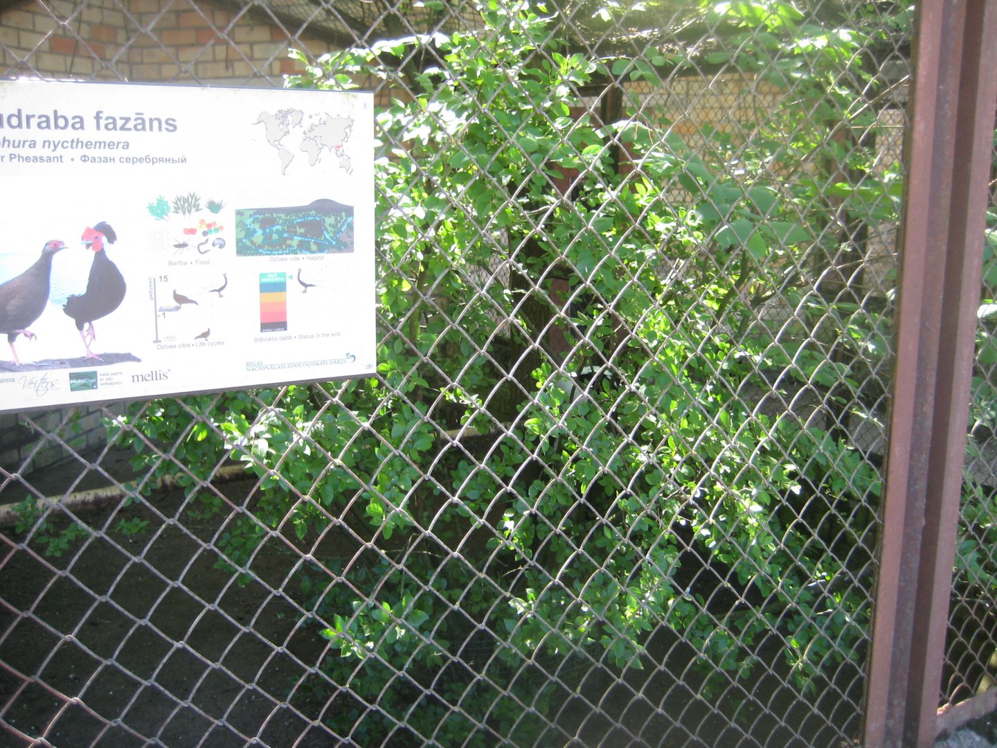 Riga Zoo - Pheasant aviary #2