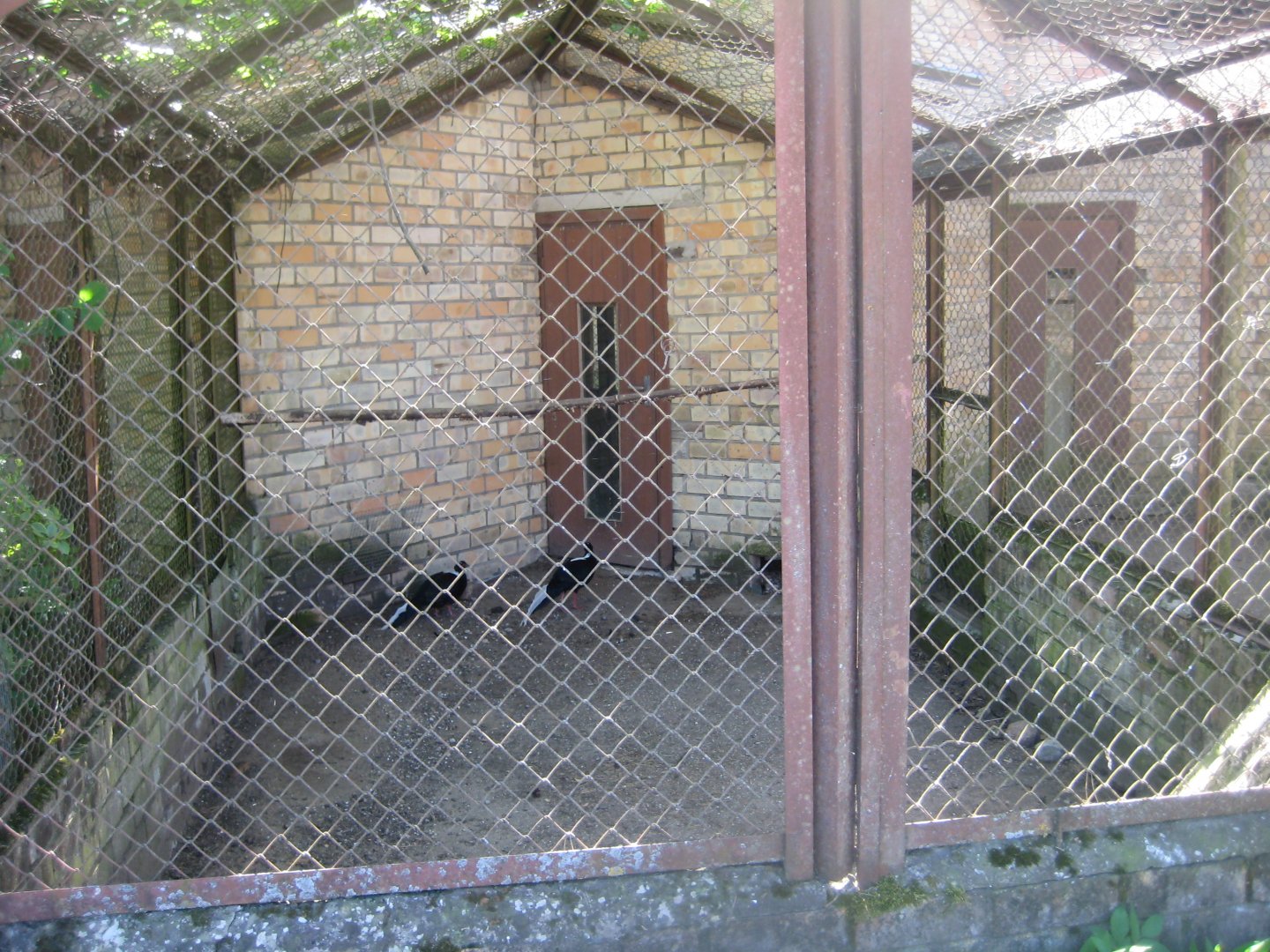 Riga Zoo - Pheasant aviary #3