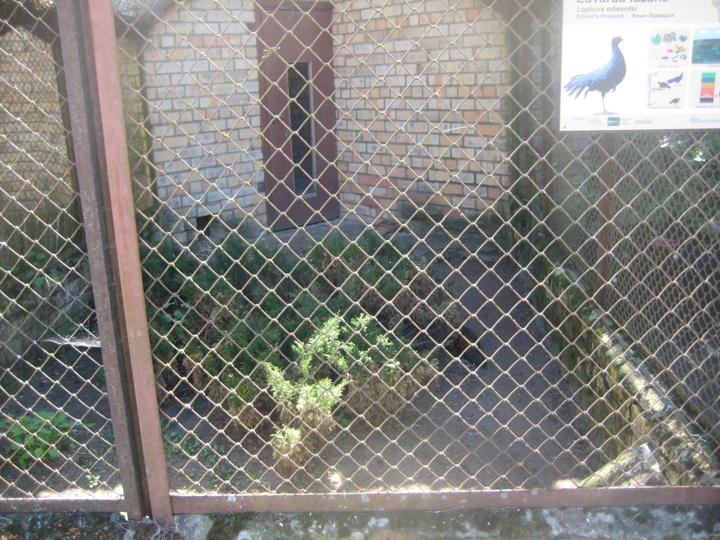Riga Zoo - Pheasant aviary #4