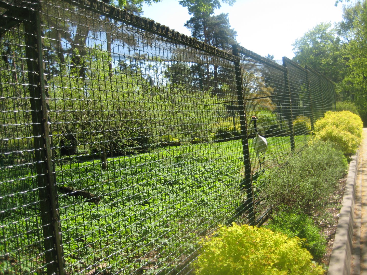 Riga Zoo - Red-crowned crane aviary